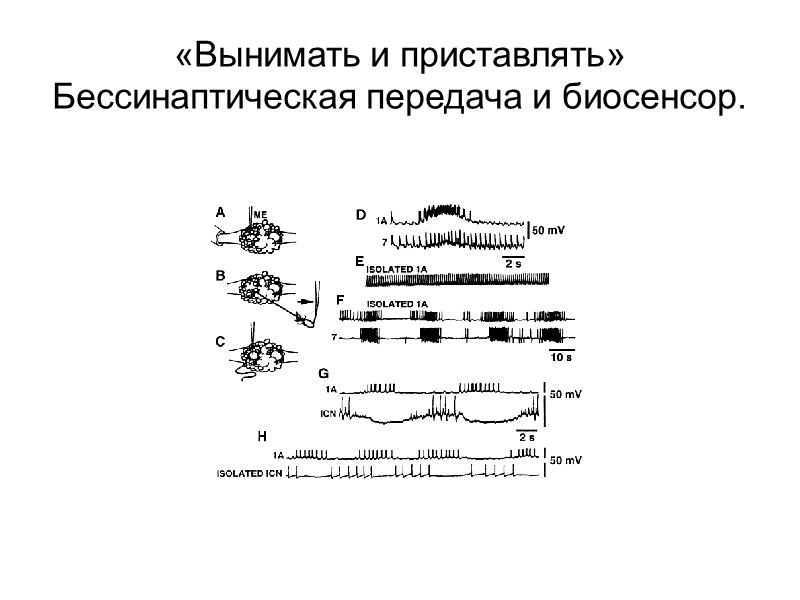 «Вынимать и приставлять» Бессинаптическая передача и биосенсор.